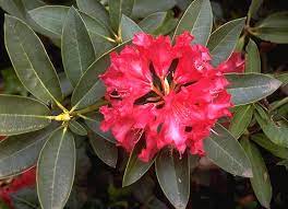 Jean Marie de Montague