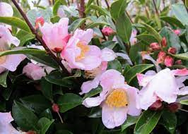 Fairy Blush