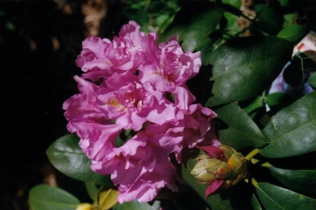 Fastuosum Flora Pleno