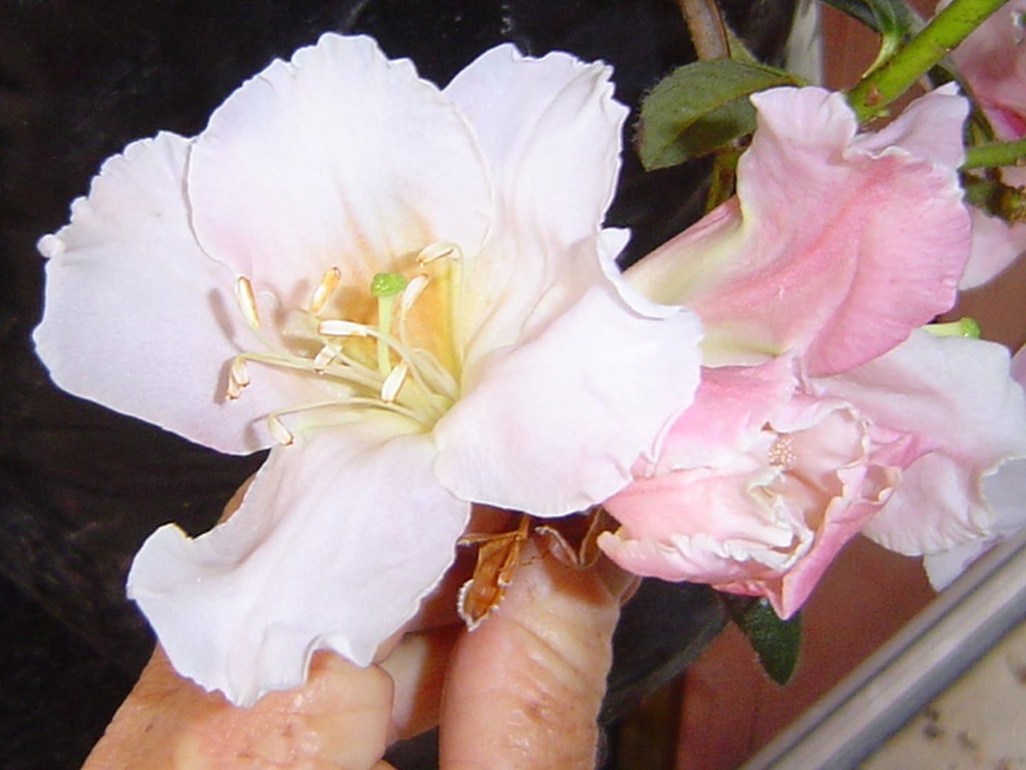 maddenii x cilicalyx