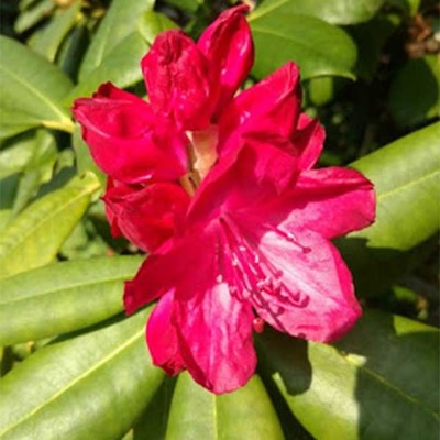 Marquis of Waterford