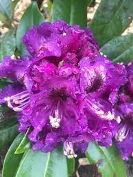 Purple Splendour