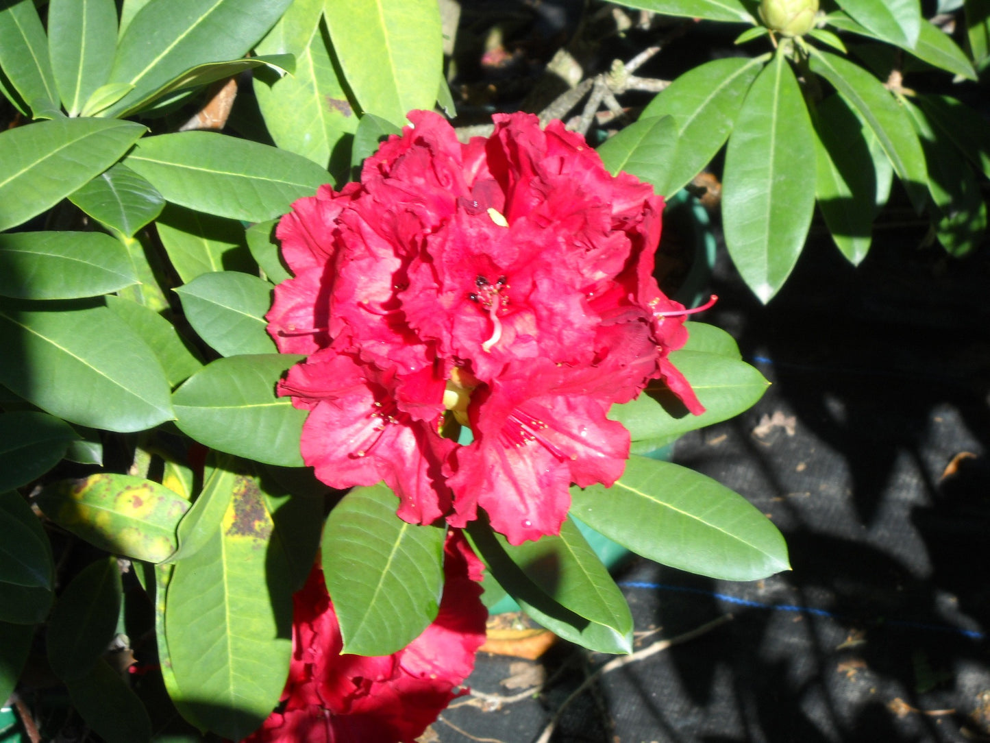 Red Jack