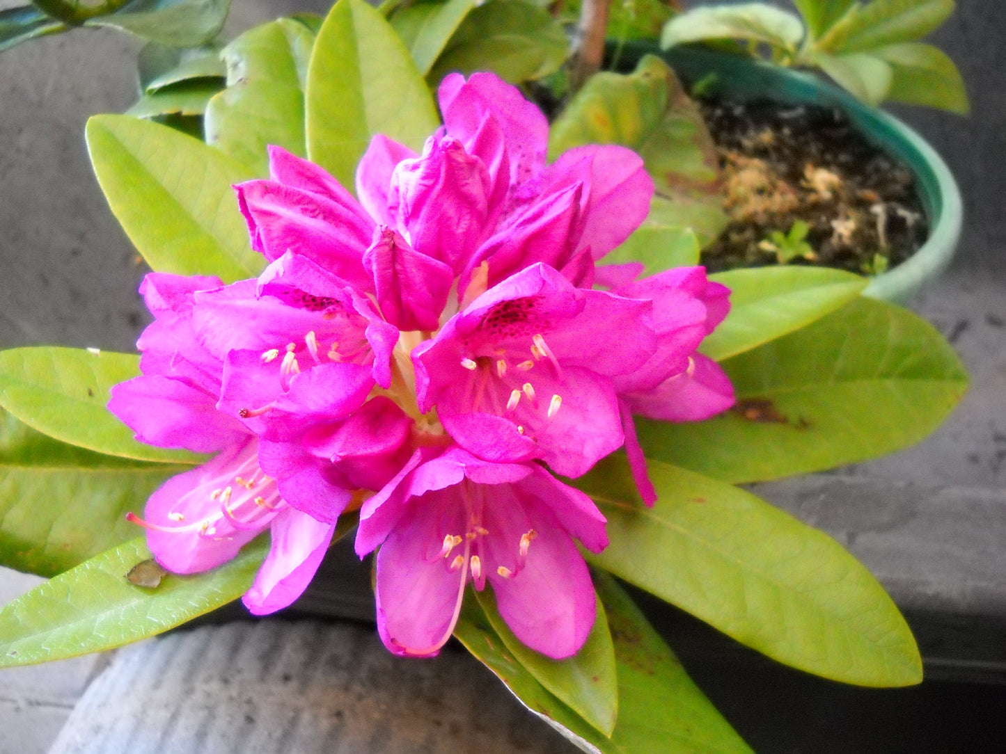 whitneys late purple