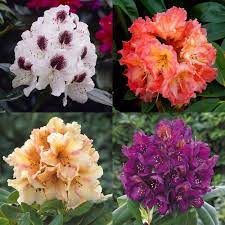Rhododendrons – Old Stables