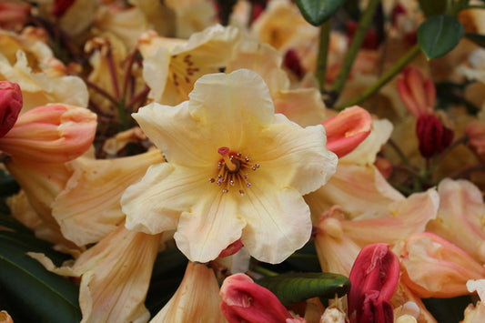 Pierces Apricot