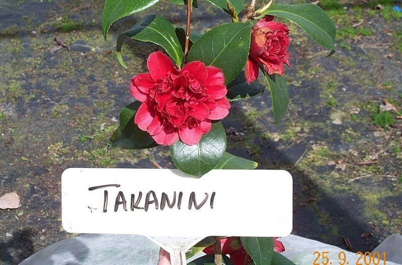 Takanini Old Stables